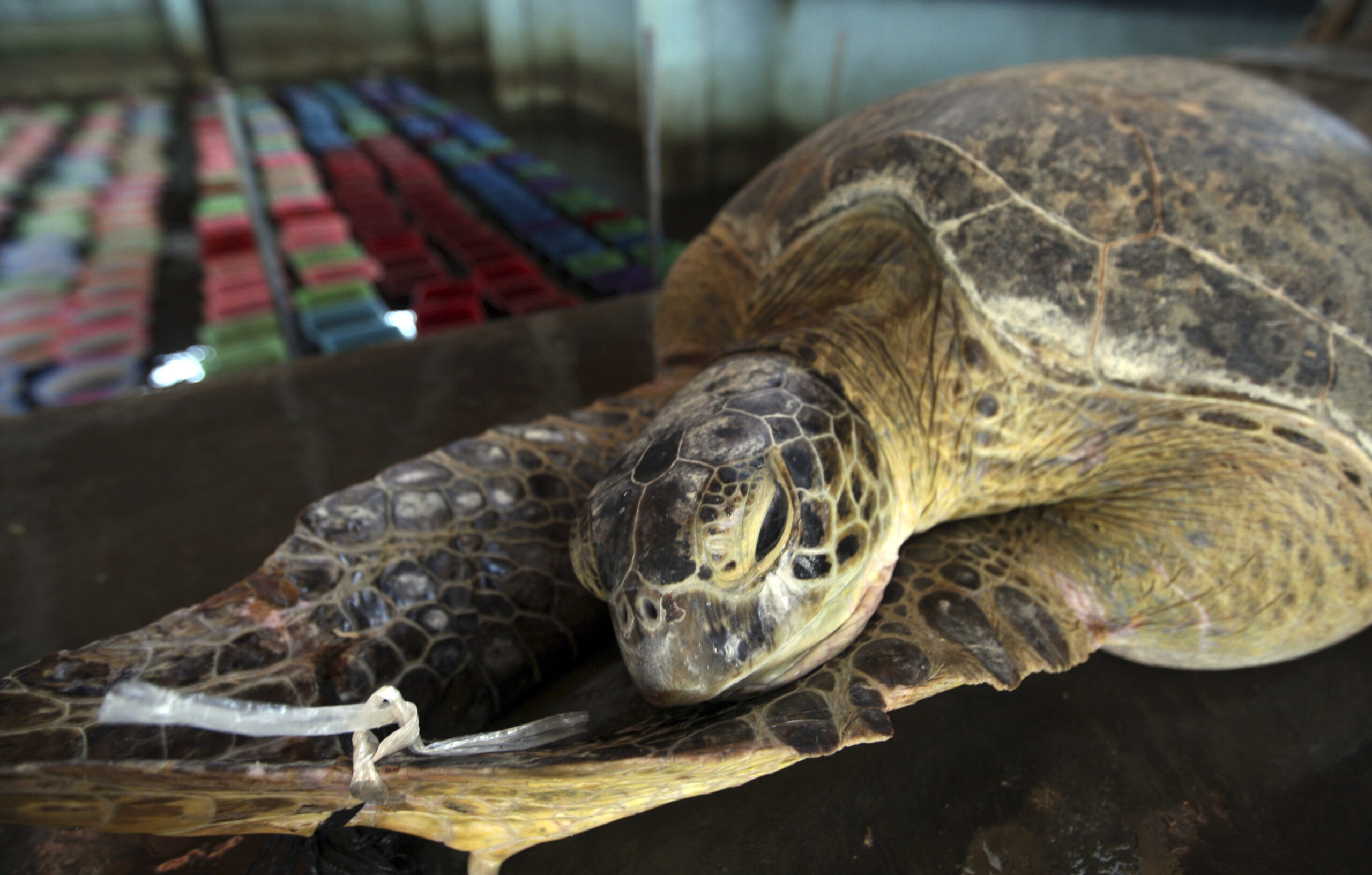 Police seize 33 endangered turtles in Indonesia