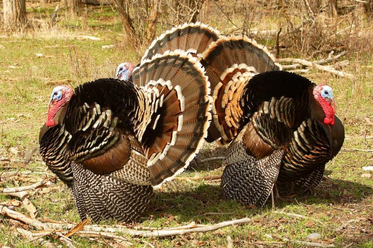 Turkey in the Straw