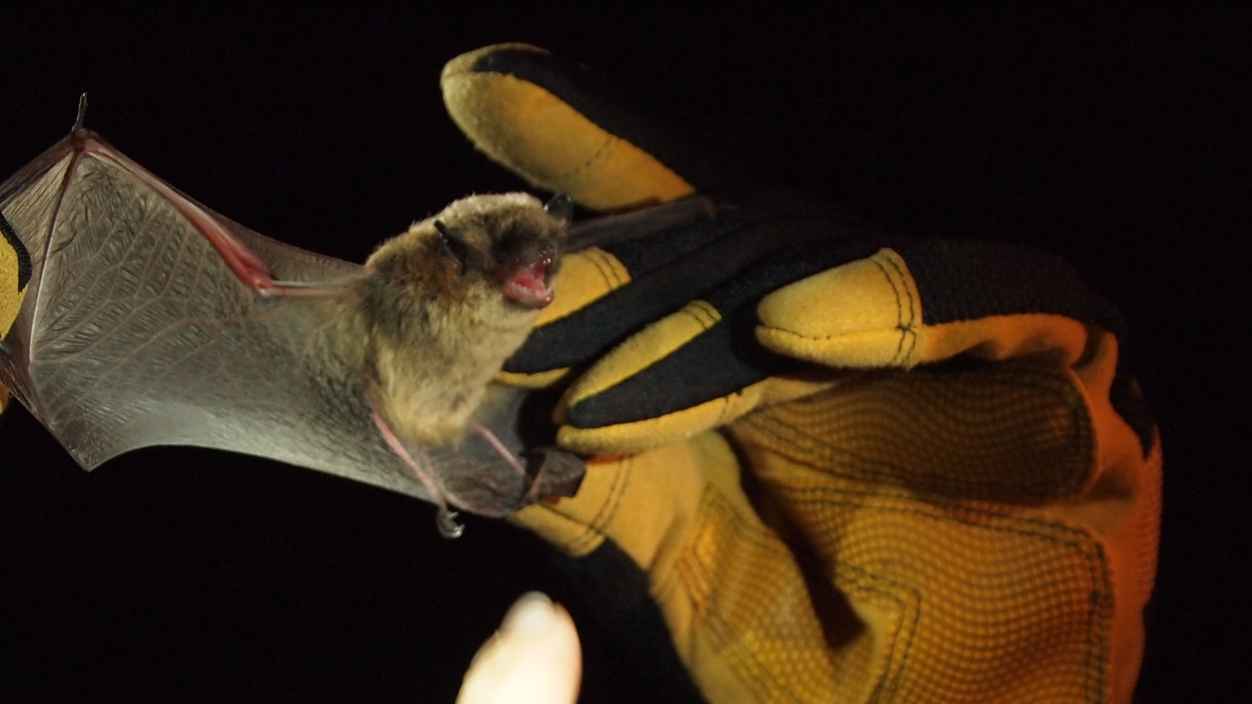 USDA festival highlights importance of bats and bees