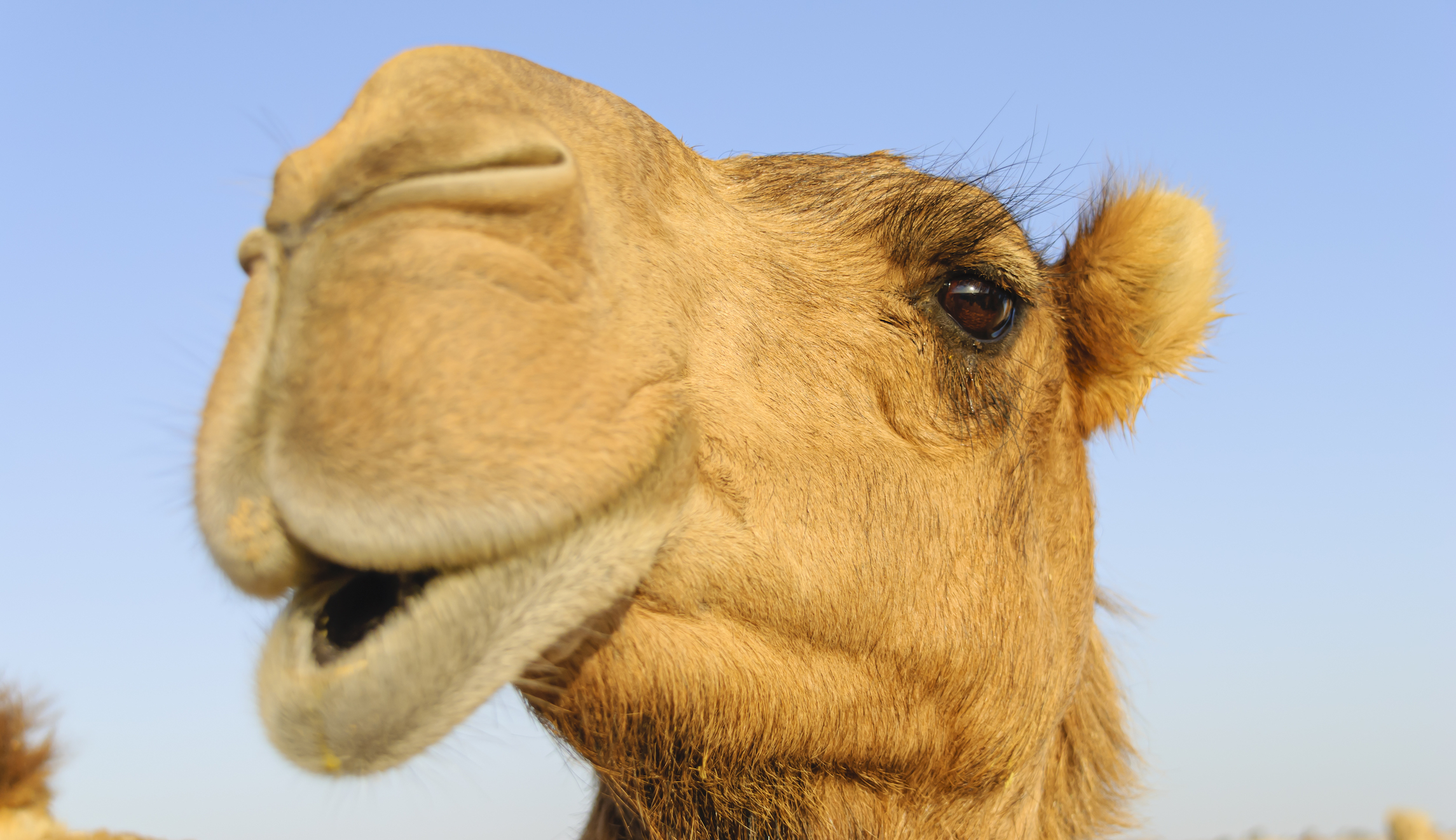 Camel escapes Nativity scene in Kansas