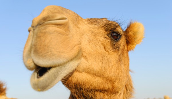 Camel escapes Nativity scene in Kansas