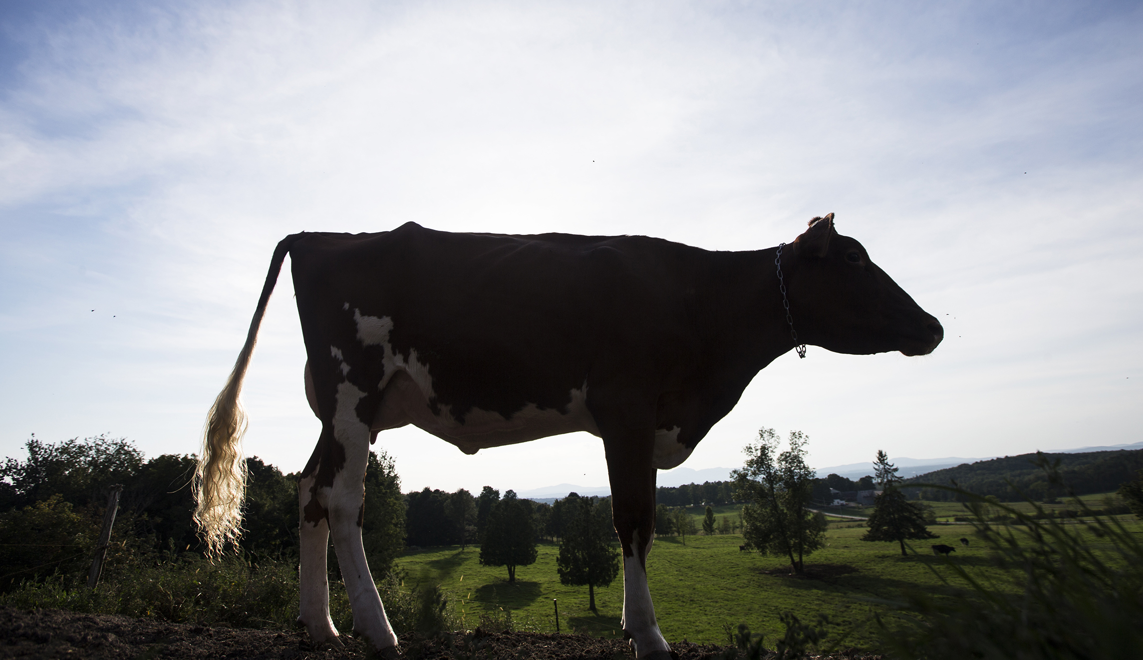 Canada gave ground on the key issue of dairy in new trade agreement