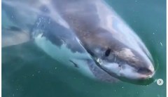WATCH: Huge great white shark bumps into boat off Cape Cod amid spike in sightings
