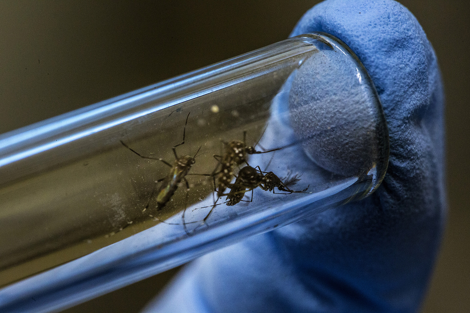 WHO: No sex for eight weeks to prevent Zika