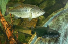 National Aquarium to close D.C. location