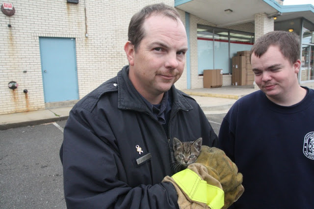 Firefighters rescue kitten from car engine