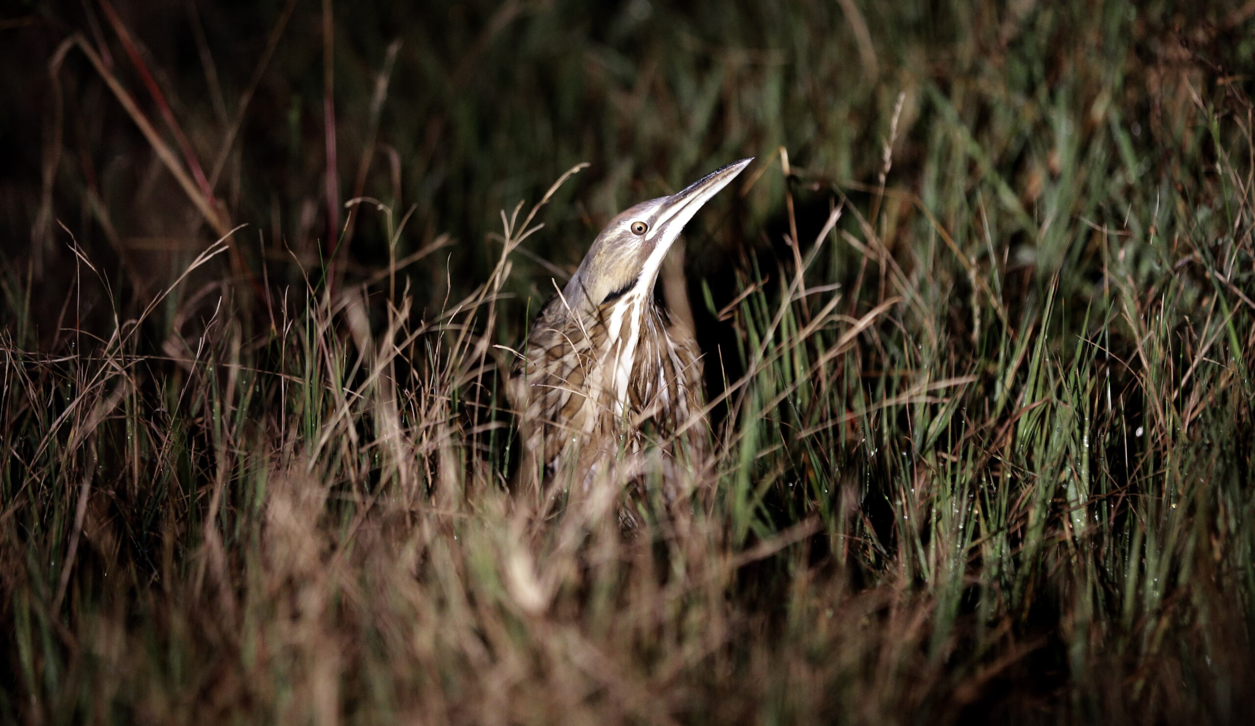 Trump administration moves forward with relaxing law on killing birds