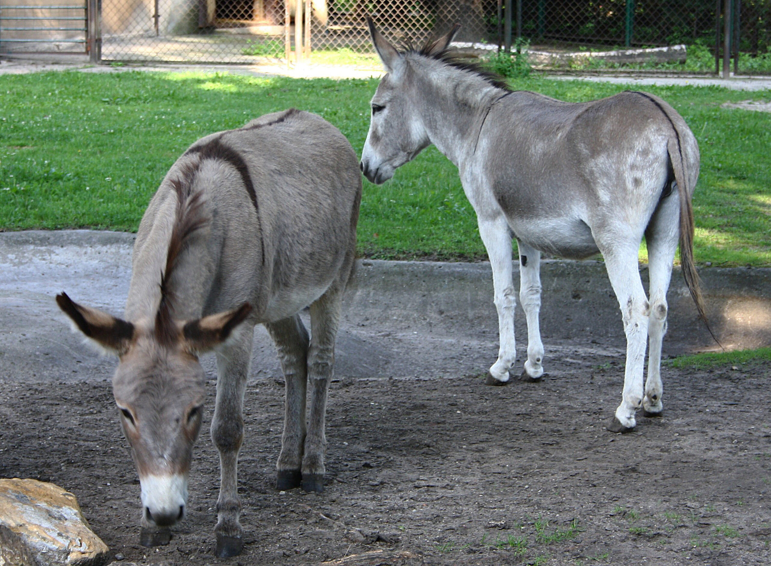 Homeward bound: Pet donkey on the run caught in goat pen