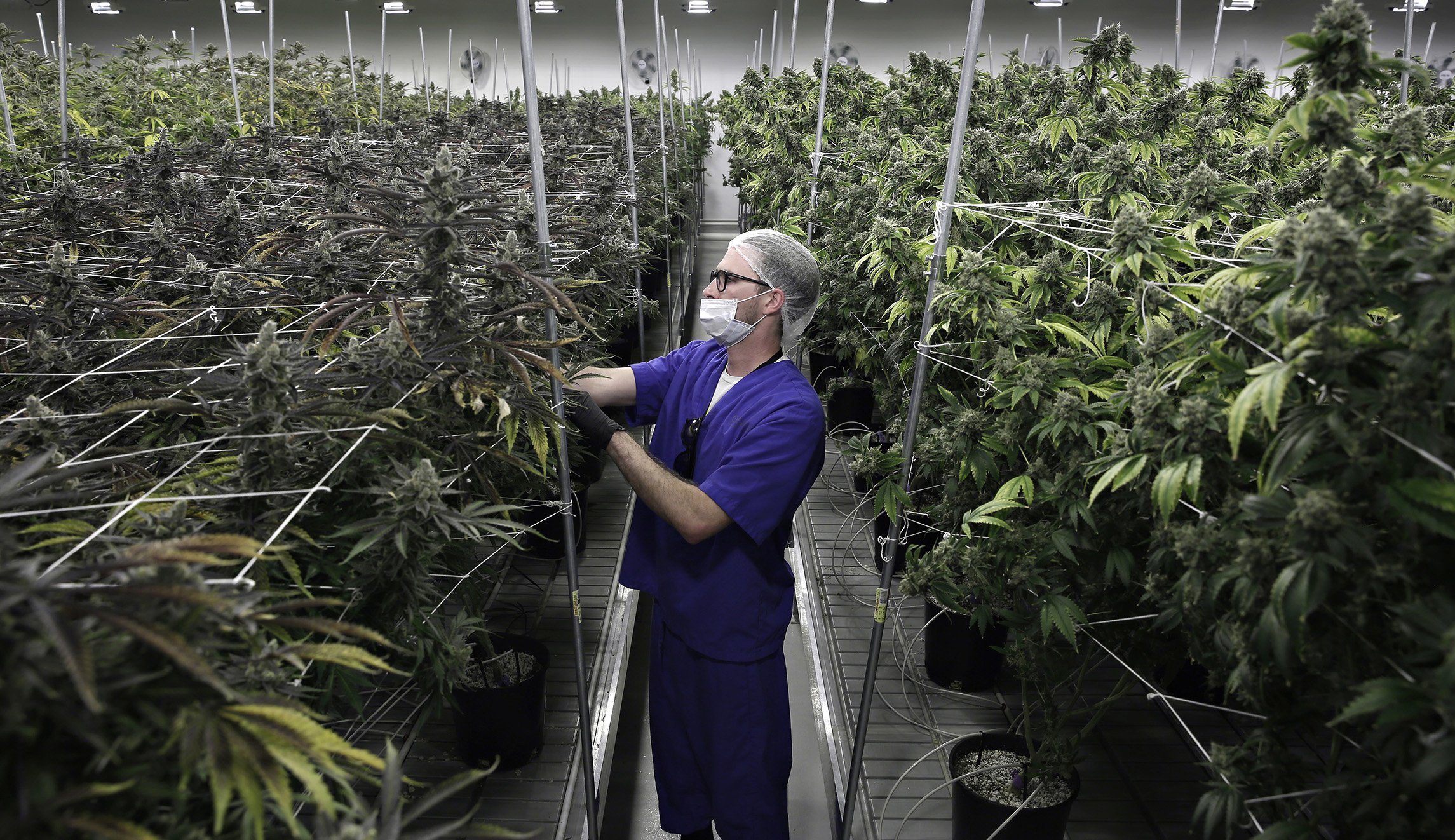 Jeff Sessions named in federal lawsuit challenging marijuana’s Schedule I status