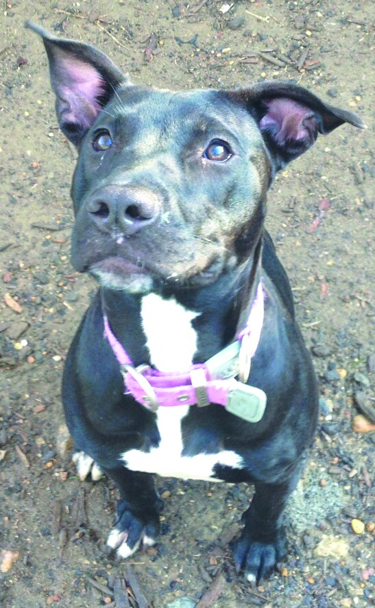 D.C. officer has unexpected pit bull encounter