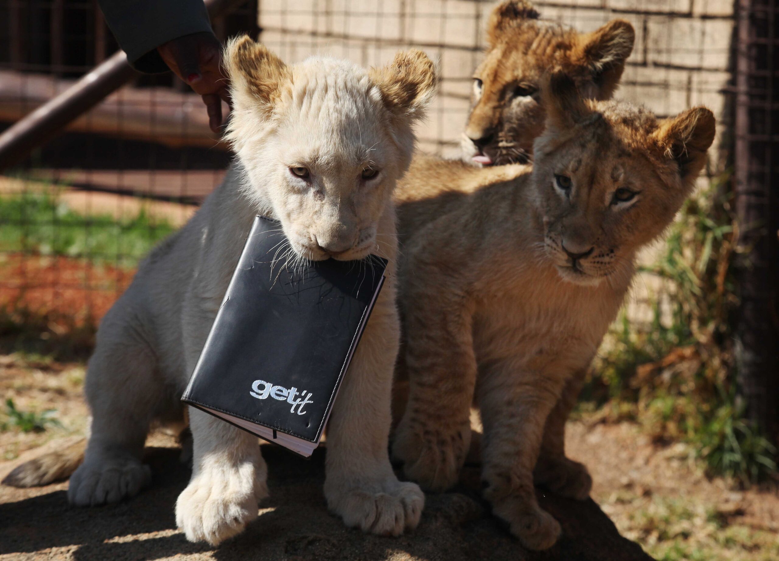 3 playful lion cubs debut at Johannesburg Zoo