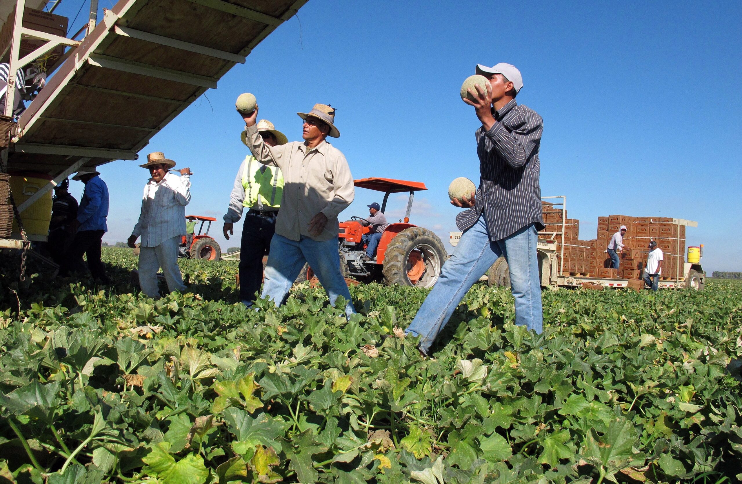 Future immigration could lower current immigrants’ wages
