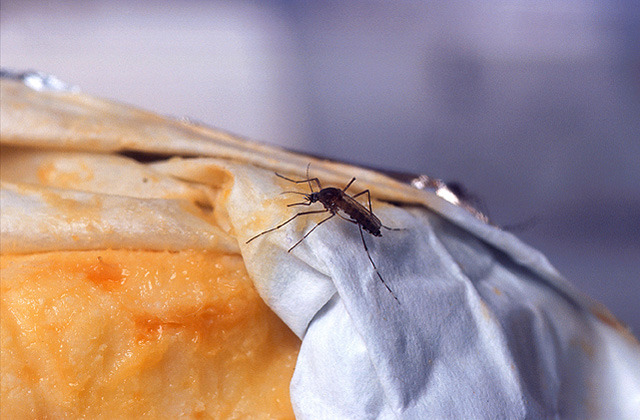 Mosquitoes are worse this summer in parts of US