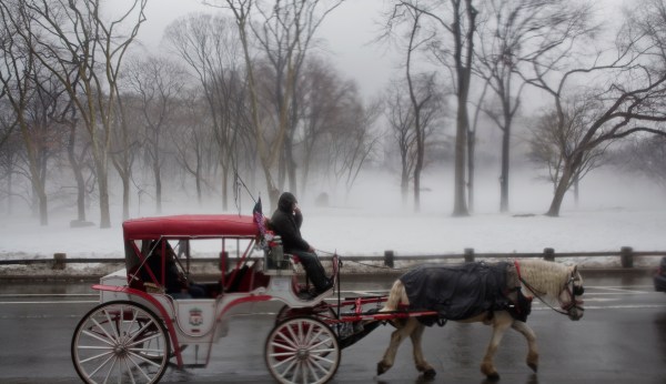 Sex in New York parks droops as amorous incidents decline by 98 percent