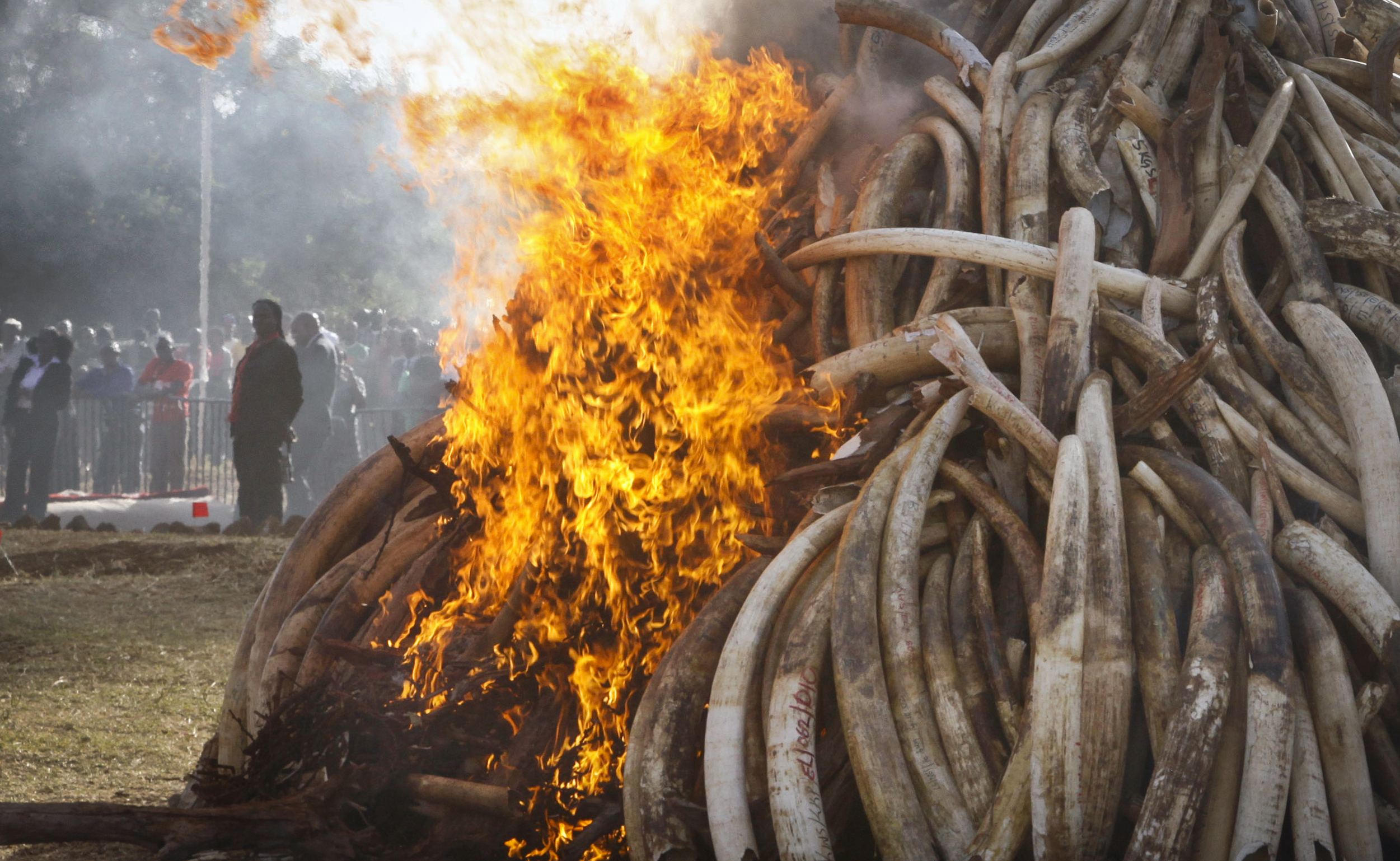 Obama’s wildlife legacy is in jeopardy