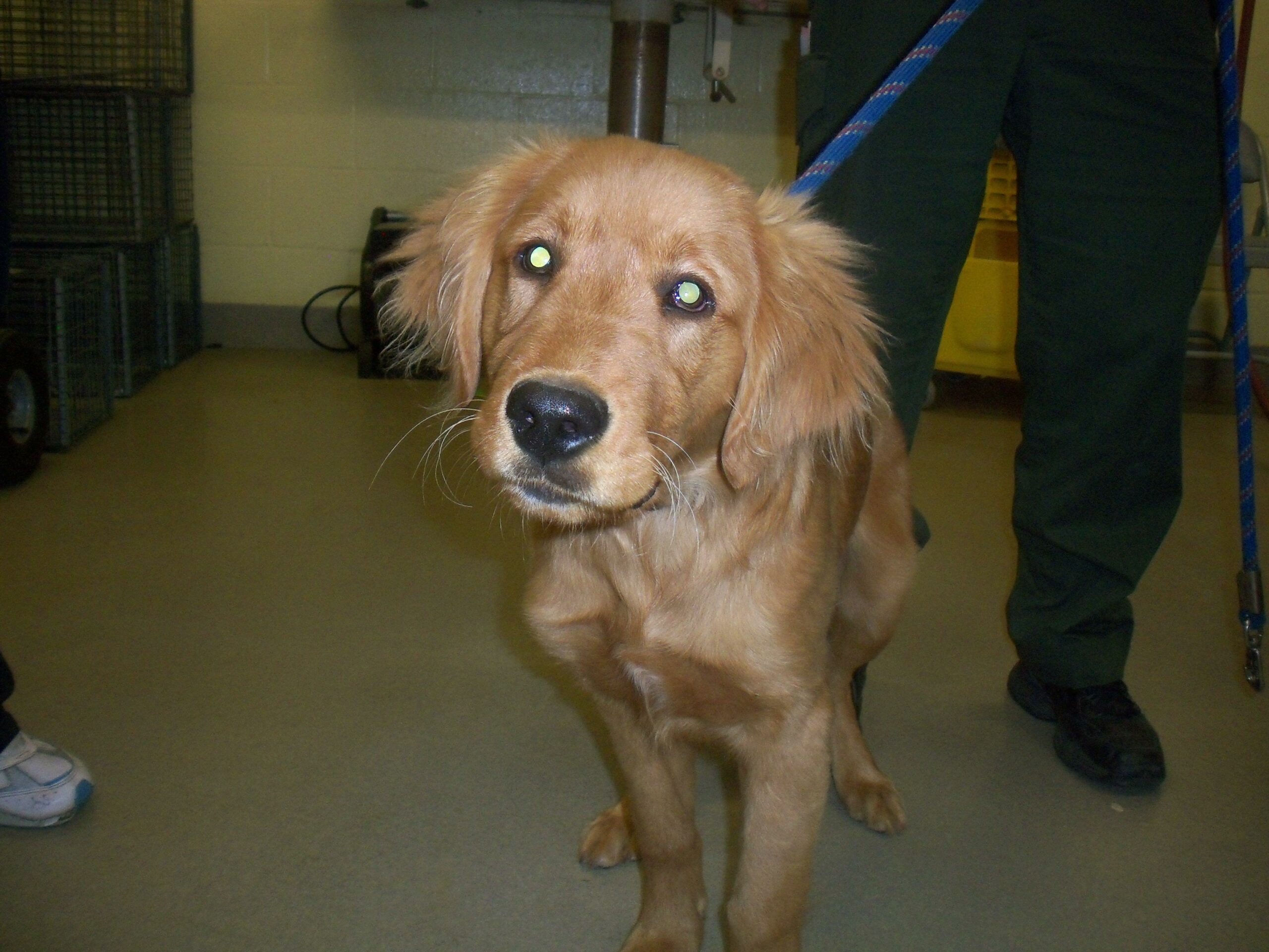 Dog owners allegedly tried to neuter their puppy