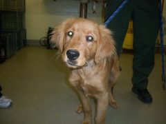 Dog owners allegedly tried to neuter their puppy