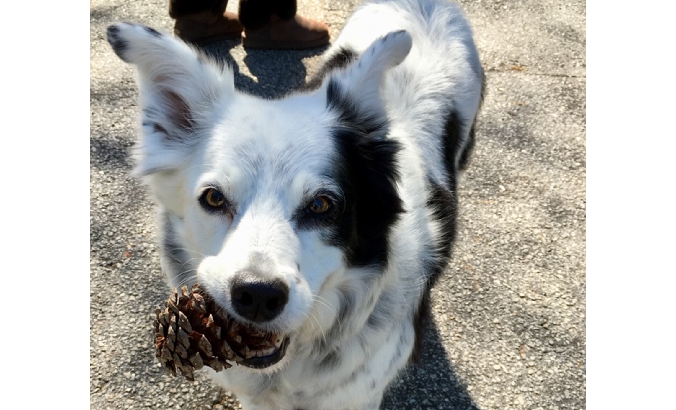 RIP Chaser: ‘World’s smartest dog’ dies in South Carolina at age 15