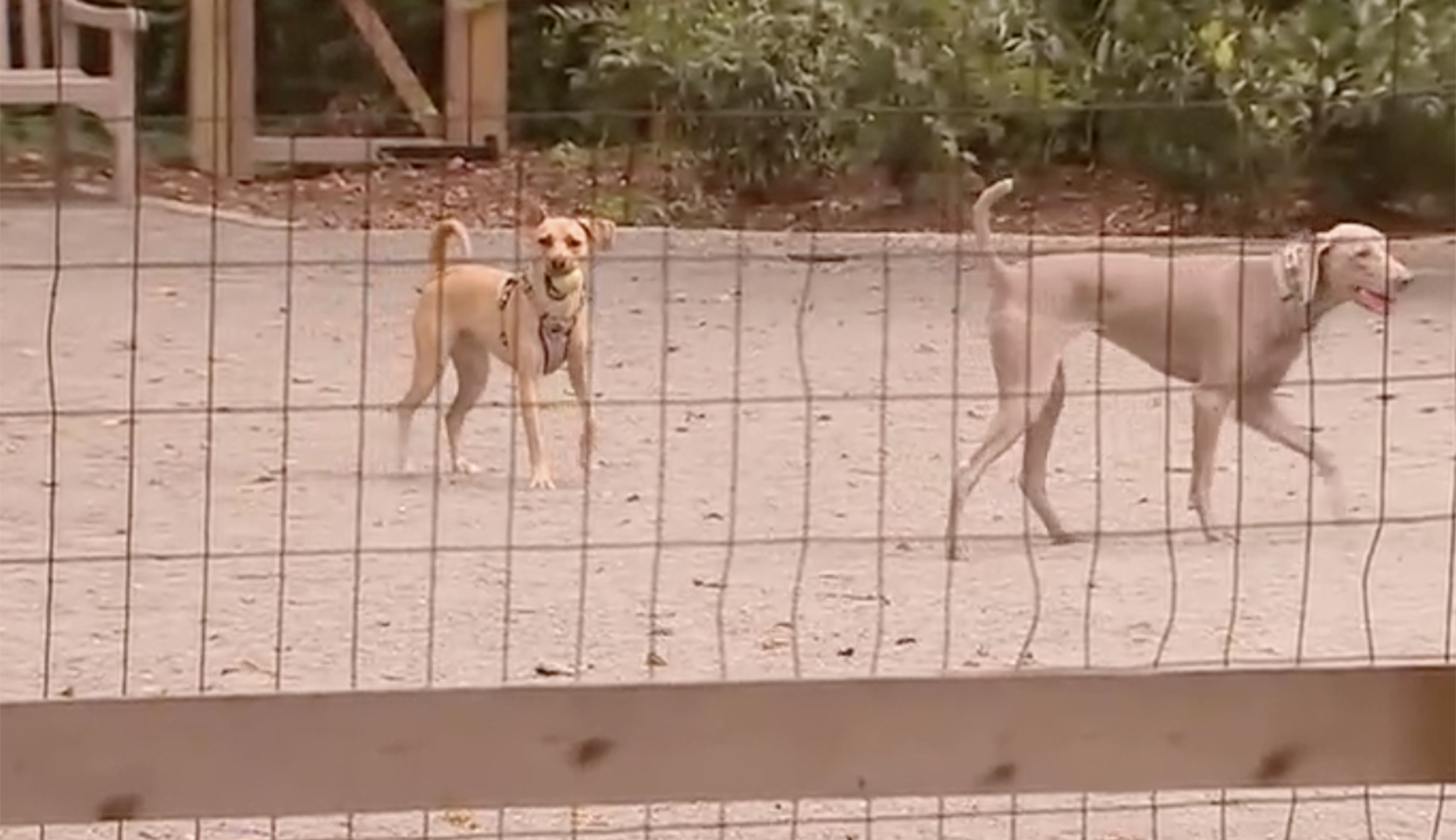 Elite DC neighborhood votes to dismantle controversial dog park