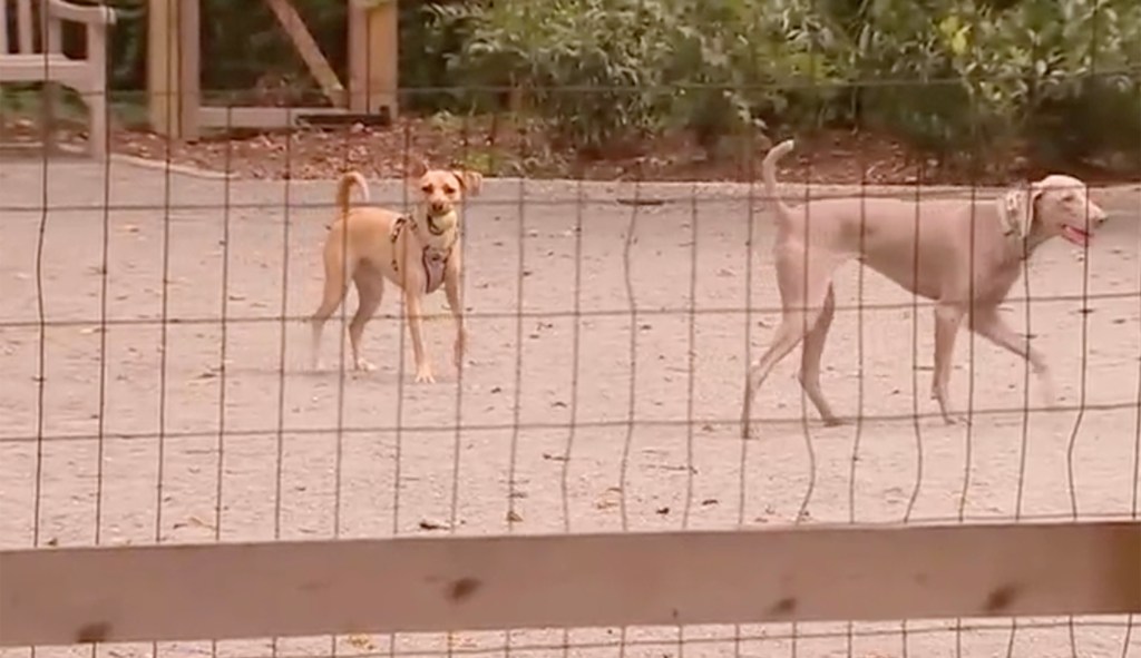 Elite DC neighborhood votes to dismantle controversial dog park