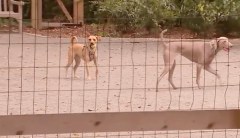 Elite DC neighborhood votes to dismantle controversial dog park