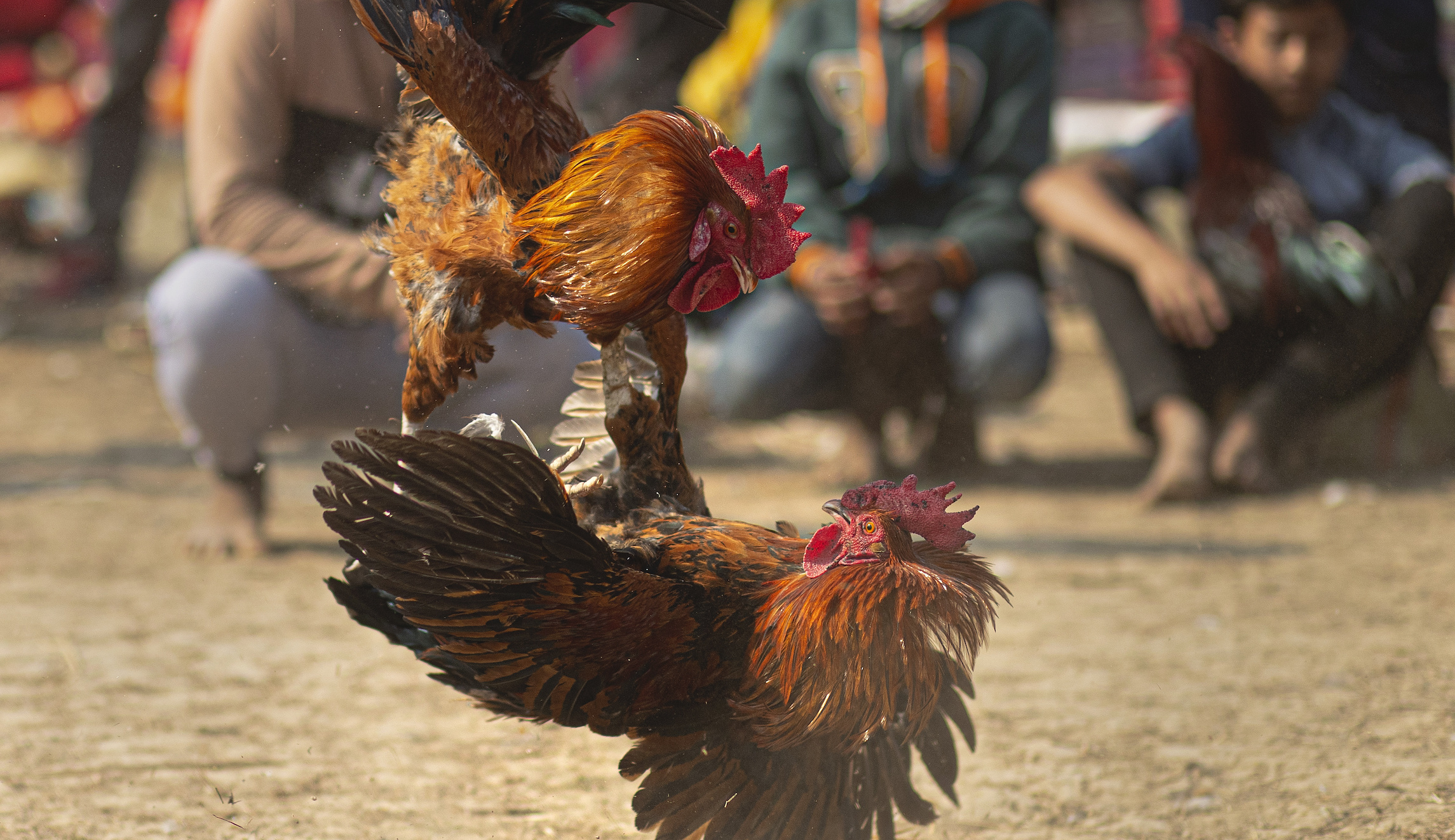 Rooster kills man on way to cockfight