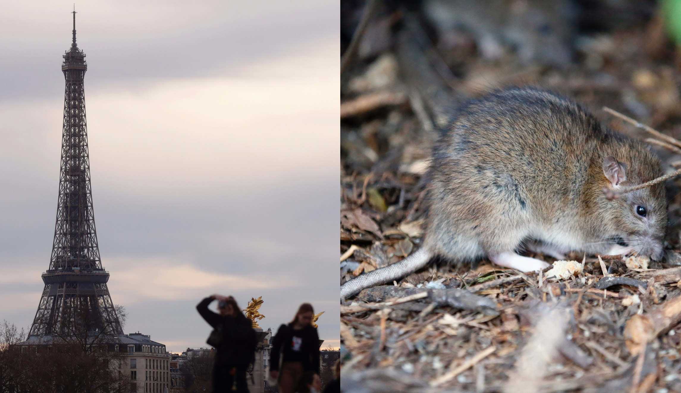 Your friend the rat: Parisians advocate that rats are good for the city