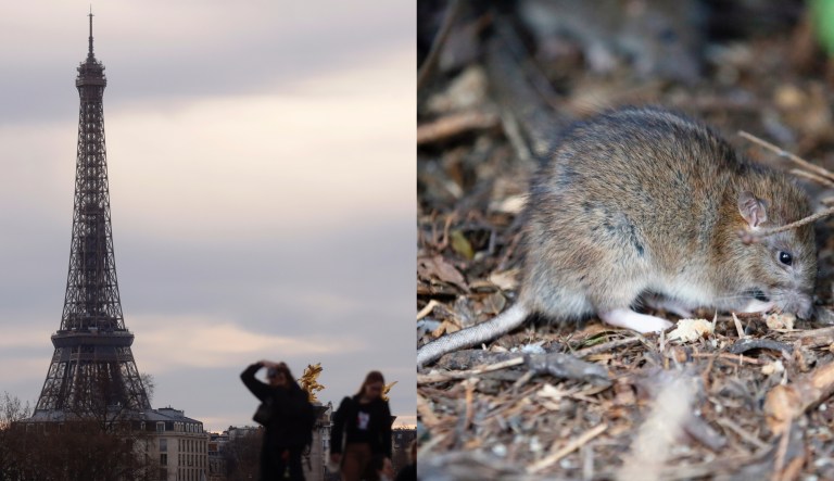 The Eiffel Tower and a rat in the Saint Jacques Tower park, which is located in the center of Paris.