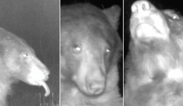 SEE IT: Colorado bear strikes a pose, takes hundreds of selfies on wildlife camera