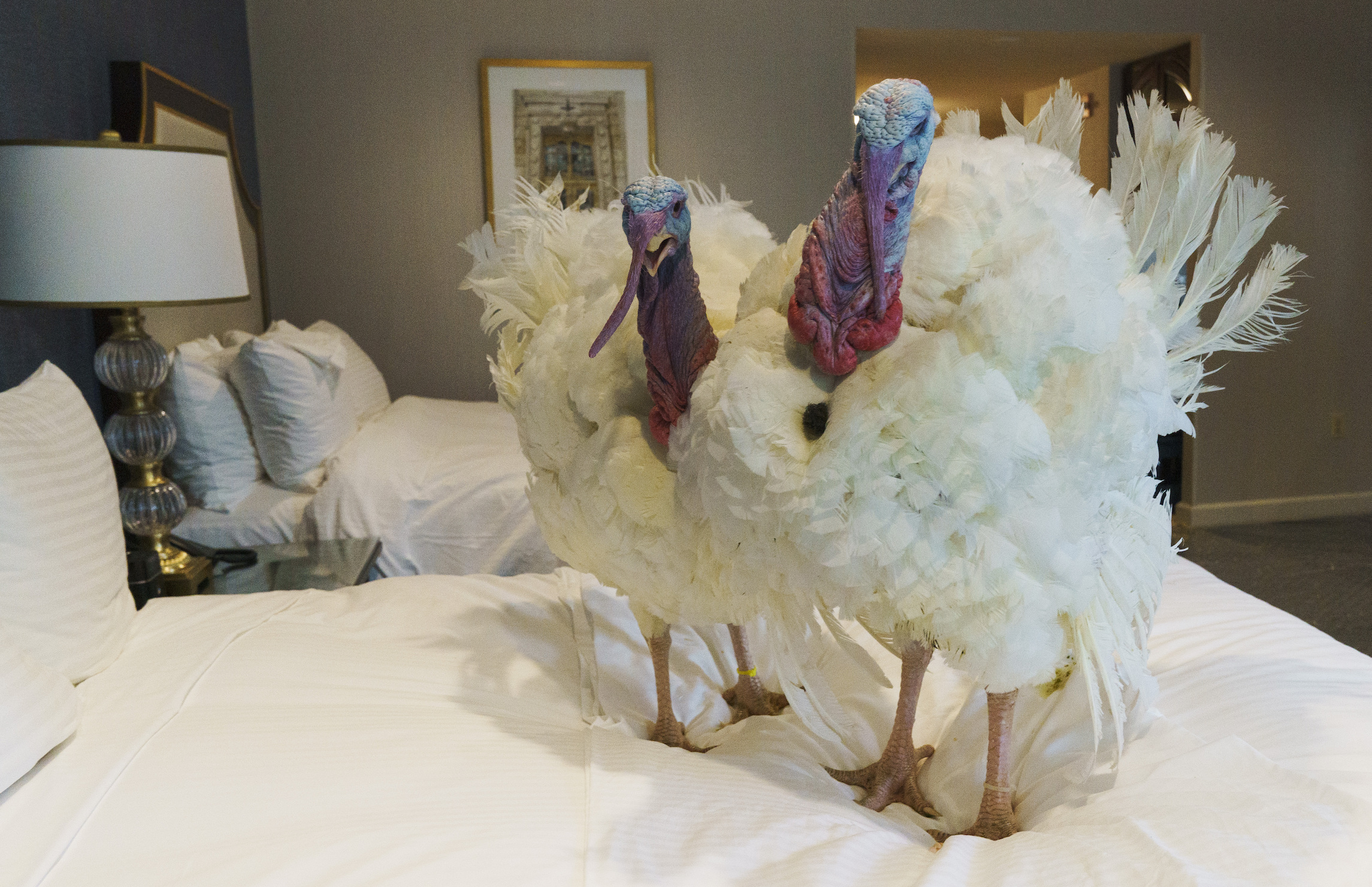 Presidential turkeys gobble up five-star accommodations before Thanksgiving pardoning