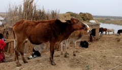 ISIS using booby-trapped cows to attack targets in Iraq
