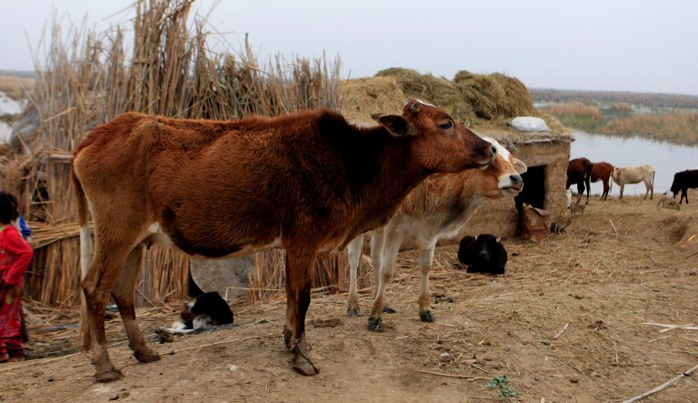 In this Friday, Jan. 25, 2013 photo, children walk near cattle in Amarah, 200 miles southeast of Baghdad, Iraq.