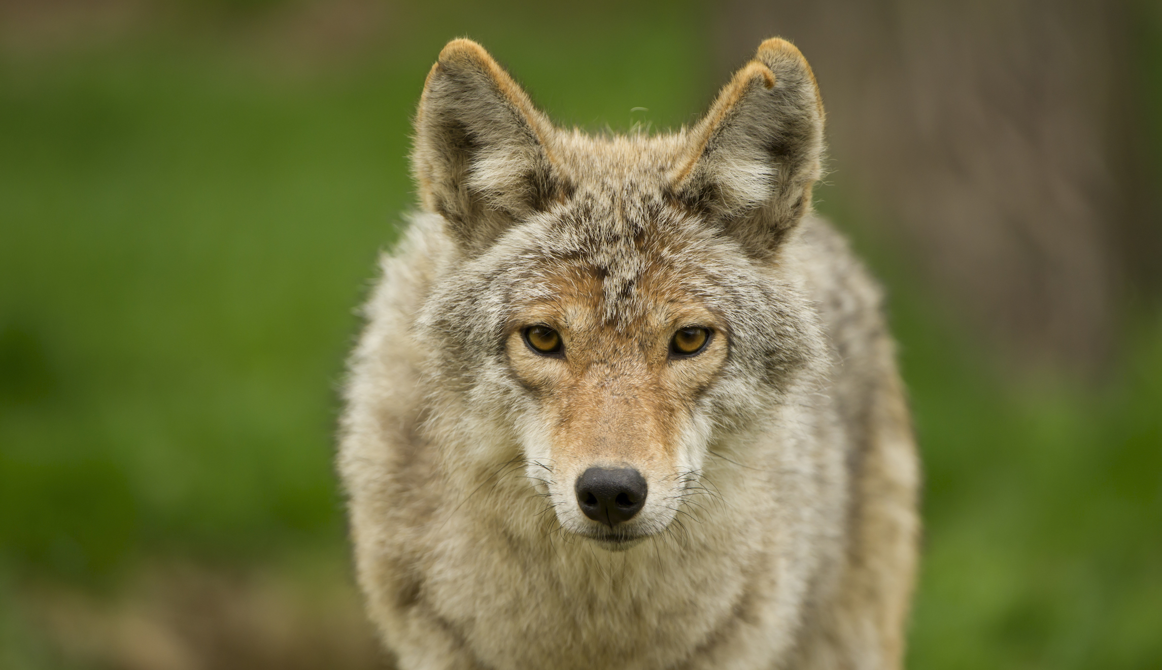 ‘Just instinct’: Man uses bare hands to kill coyote that attacked child
