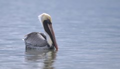 Crew chiefs don’t have feathers