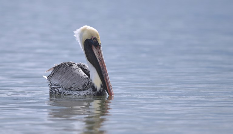 Crew chiefs don’t have feathers