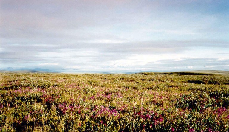 A bill allowing energy companies to drill in the Arctic National Wildlife Refuge now heads to Senate Budget Committee to be combined with the tax reform legislation. (U.S. Fish and Wildlife Service via Wikimedia Commons)