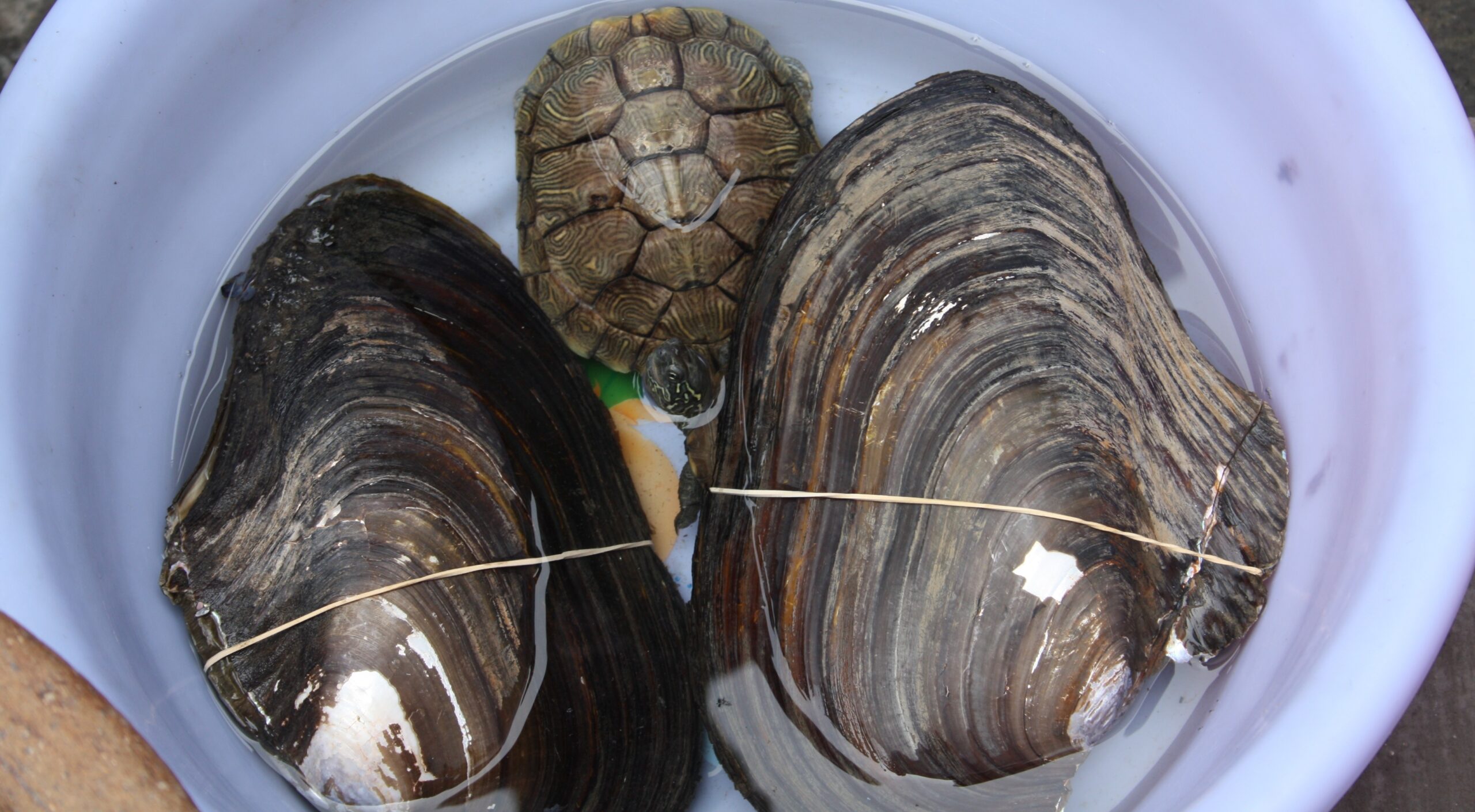 Abbott’s water buoys could go extinct if Biden succeeds in deeming mussels endangered