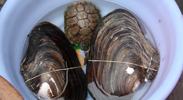 Abbott’s water buoys could go extinct if Biden succeeds in deeming mussels endangered