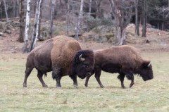 Financial, professional conflicts of interest mar endangered species decisions