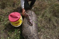 Florida removes unprecedented number of invasive pythons in 2025