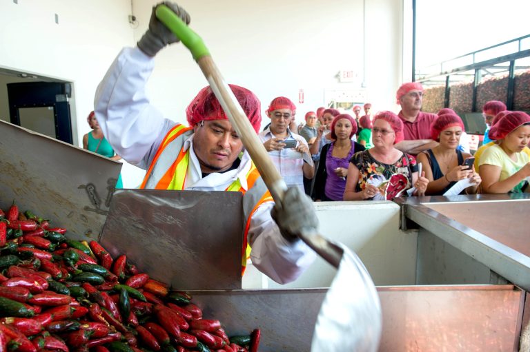 Employee Victor Avila pushes the chili down the hopper machine during chili grinding process at Huy Fong Foods in Irwindale, Calif., on Friday, Aug. 22, 2014. (AP Photo/San Gabriel Valley Tribune, Watchara Phomicinda) MAGS OUT; NO SALES; MANDATORY CREDIT
