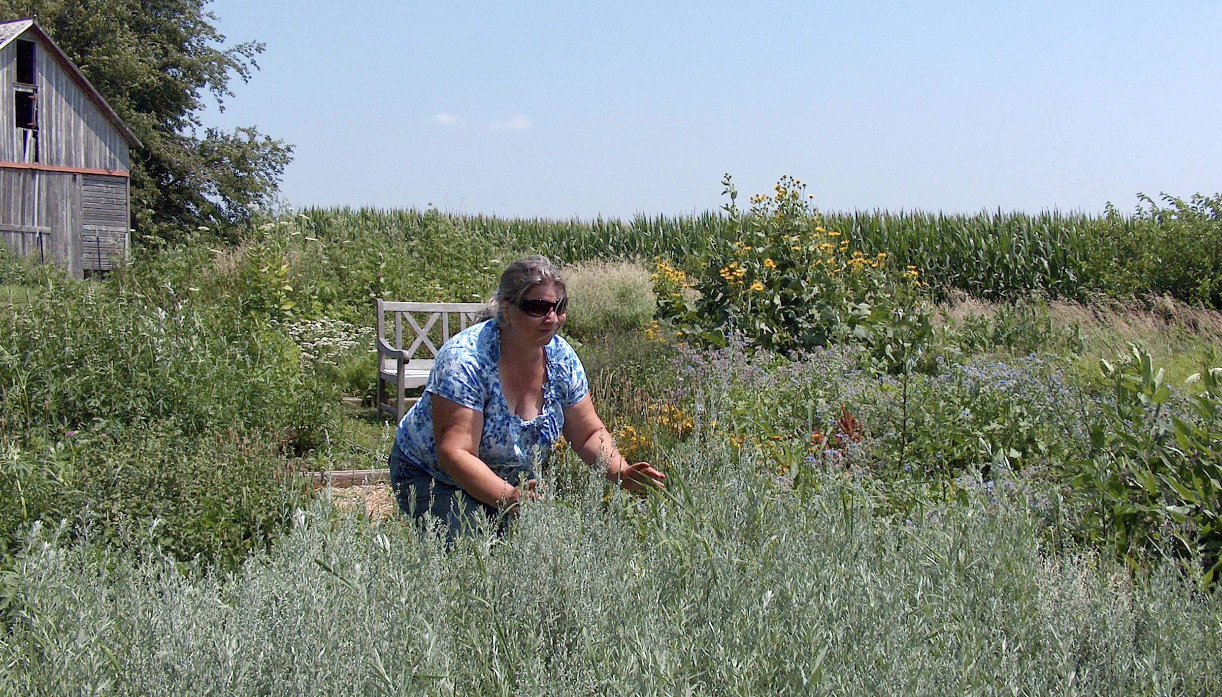 Illinois gardener plants medical herbs