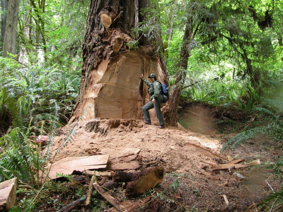 Redwood poaching spreads to national forests
