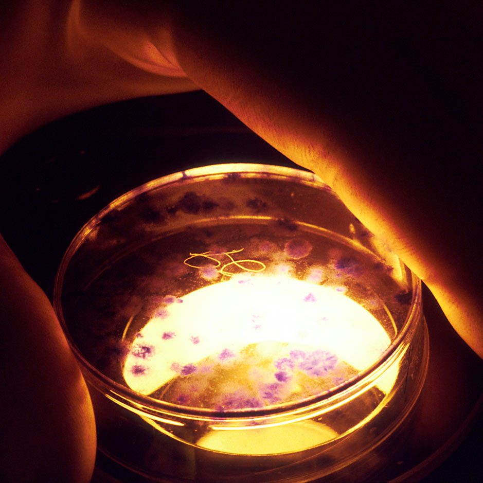 Ignoble Experiment