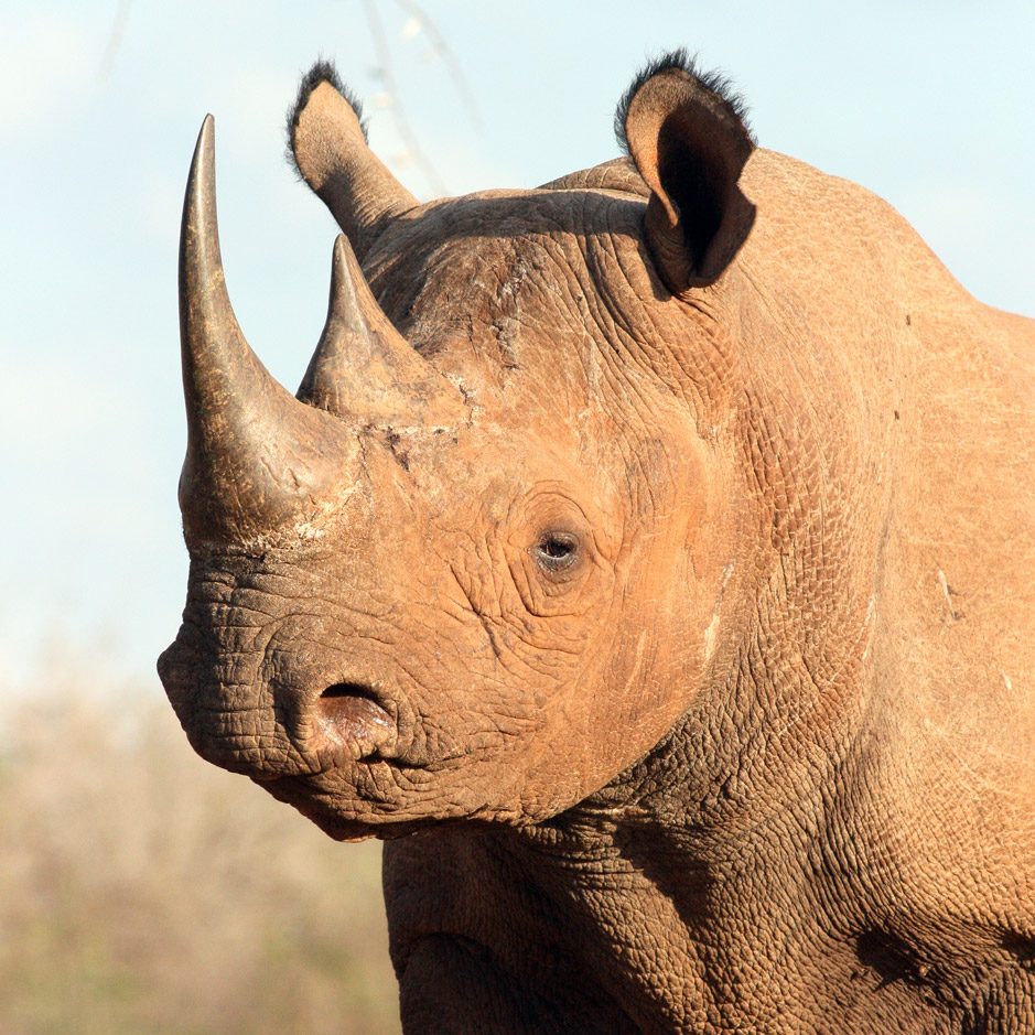Friends of the Rhino