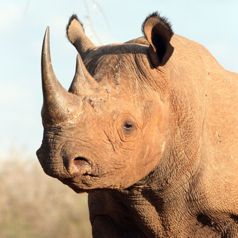 Friends of the Rhino