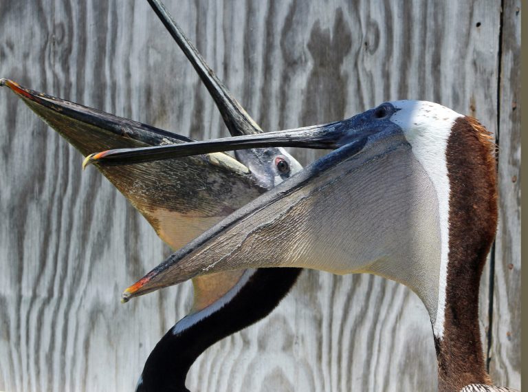 This May 16, 2014 photo provided by International Bird Rescue shows Pink, a California brown pelican, foreground, on the road to recovery after being found with its throat slashed in Long Beach, Calif., at the center's facility in the San Pedro area of Los Angeles. A line of stitches are seen below and parallel to its beak. Pink has made an incredibly fast recovery and will be released into the wild Tuesday, June 3, 2014. Nicknamed for the color of its leg band, the bird was found wounded on April 16. It took two surgeries and about 600 stitches to sew Pink up. (AP Photo/International Bird Rescue)