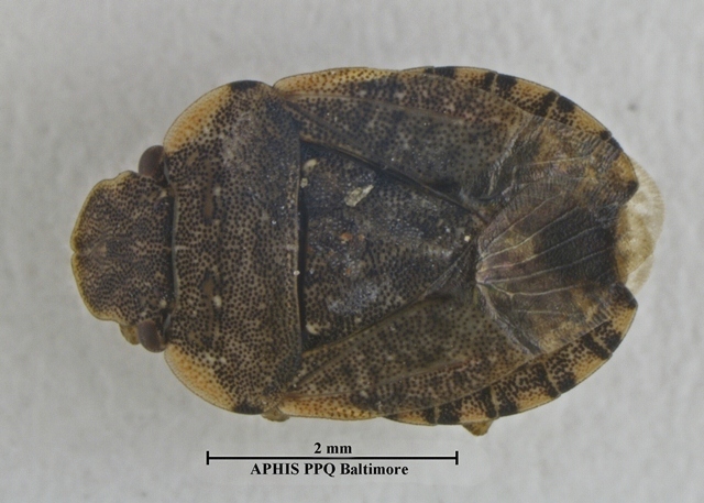 The Italian Stink Bug found and killed in a shipment of tiles through the Port of Baltimore.
