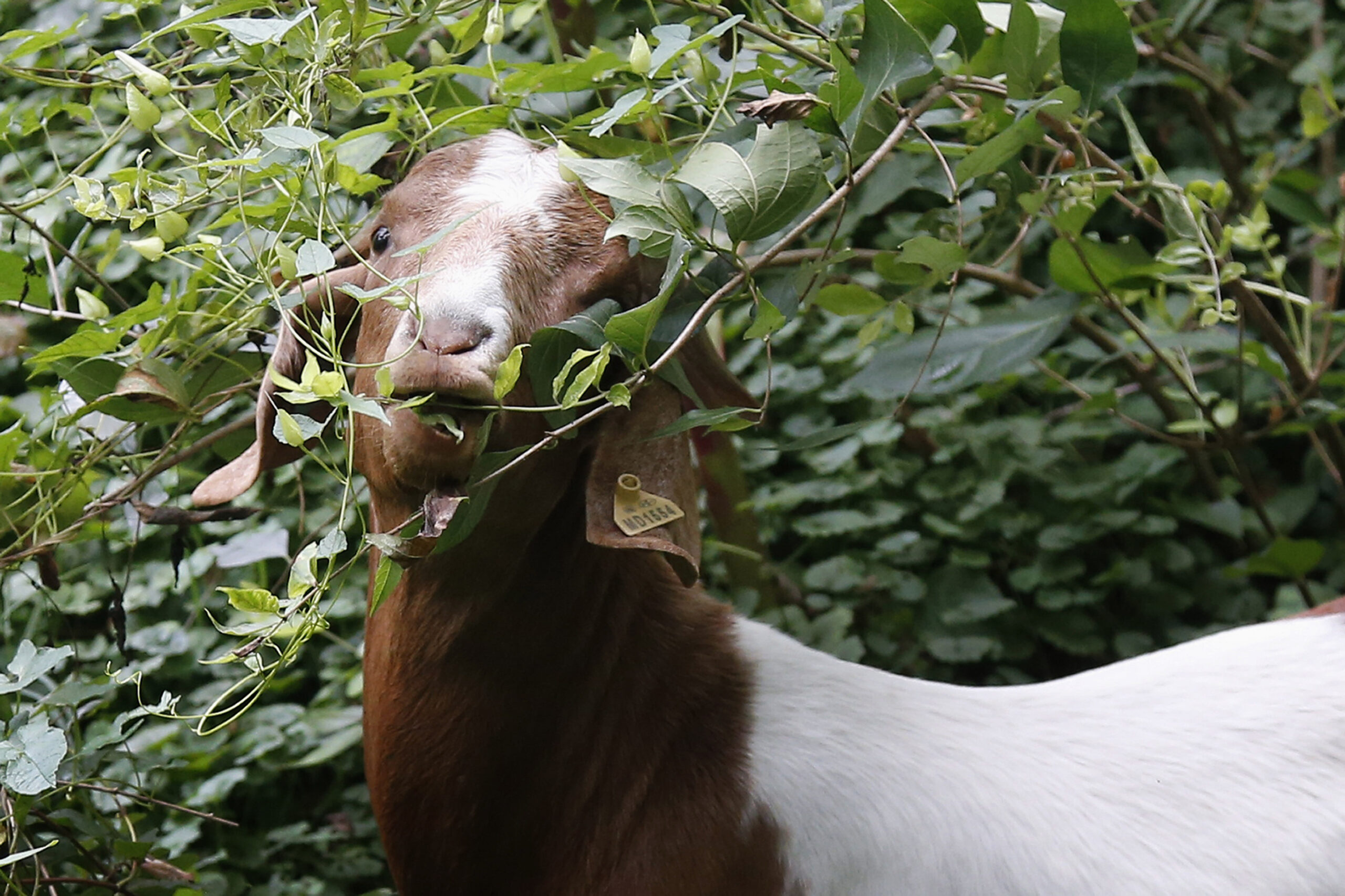 California labor laws affecting goat herders could remove key state wildfire prevention method