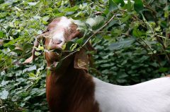 California labor laws affecting goat herders could remove key state wildfire prevention method